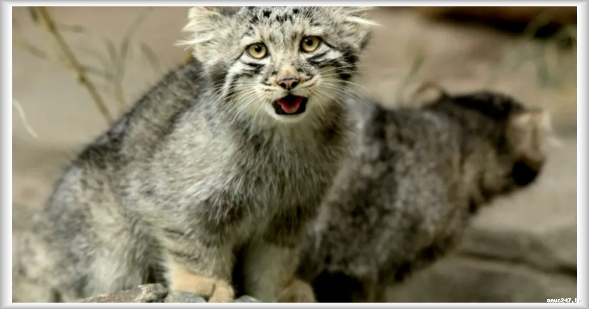 Cinq chatons de Pallas, l’une des plus anciennes espèces de félins, nés au zoo de Kobe au Japon