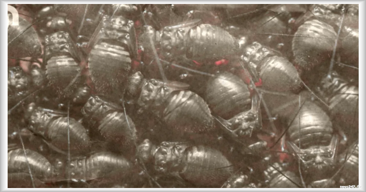 ClawSwarm : une campagne de piratage transformant les agents IA en travailleurs clandestins de l'économie crypto