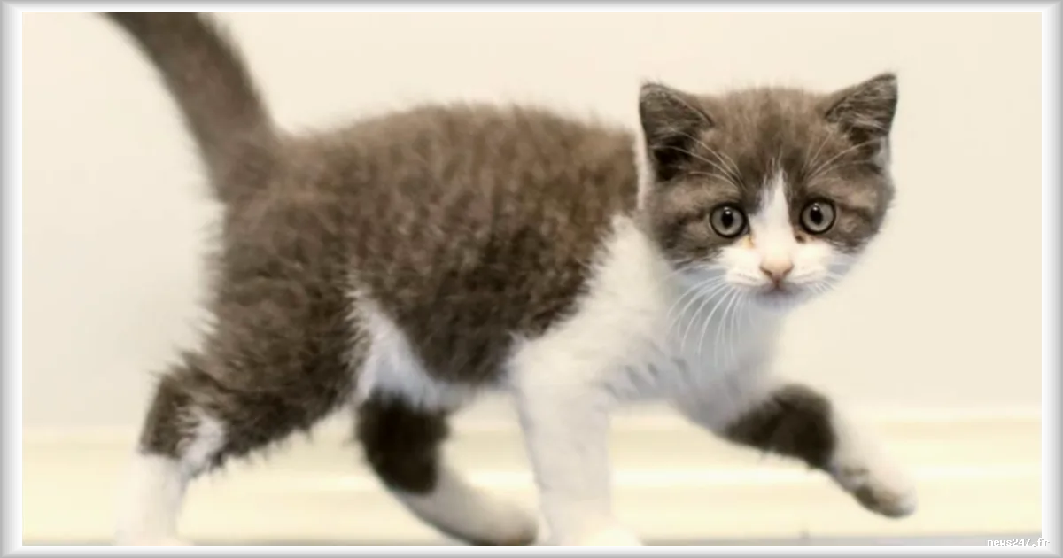 Cloner son animal de compagnie : entre consumérisme et deuil, une pratique qui interroge