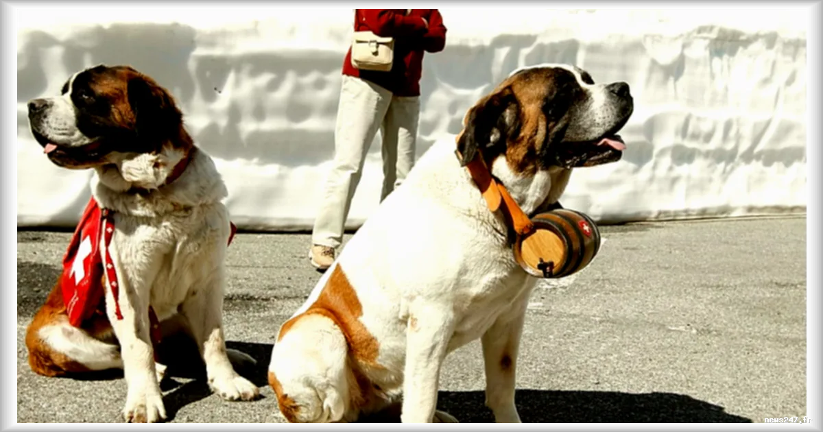 Col du Grand-Saint-Bernard : la Fondation Barry et Barryland perpétuent la légende des Saint-Bernard après un an de succès