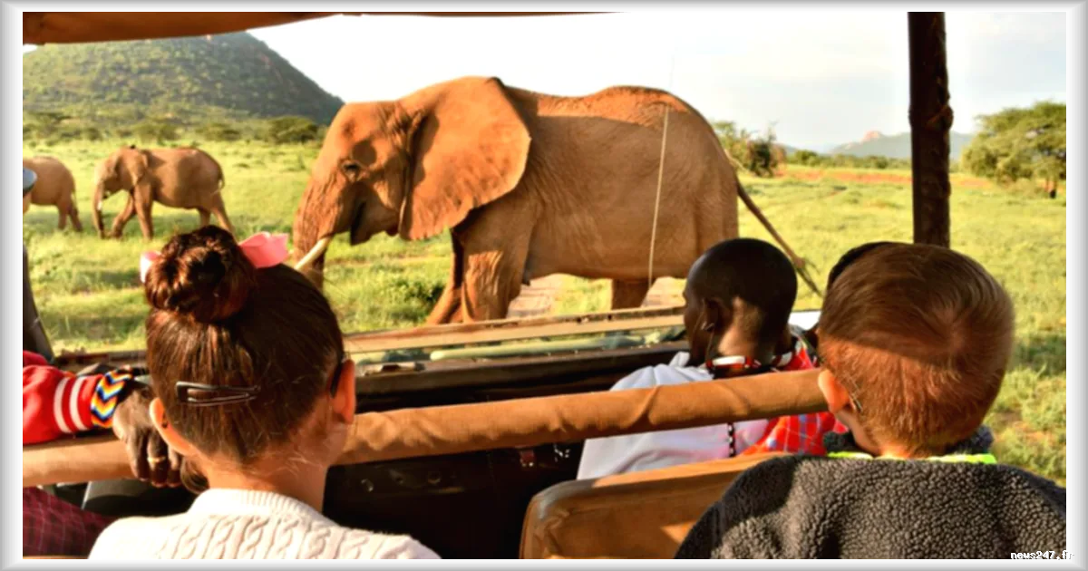 Collision mortelle entre un minibus et un éléphant en Ouganda : trois morts et quatre blessés