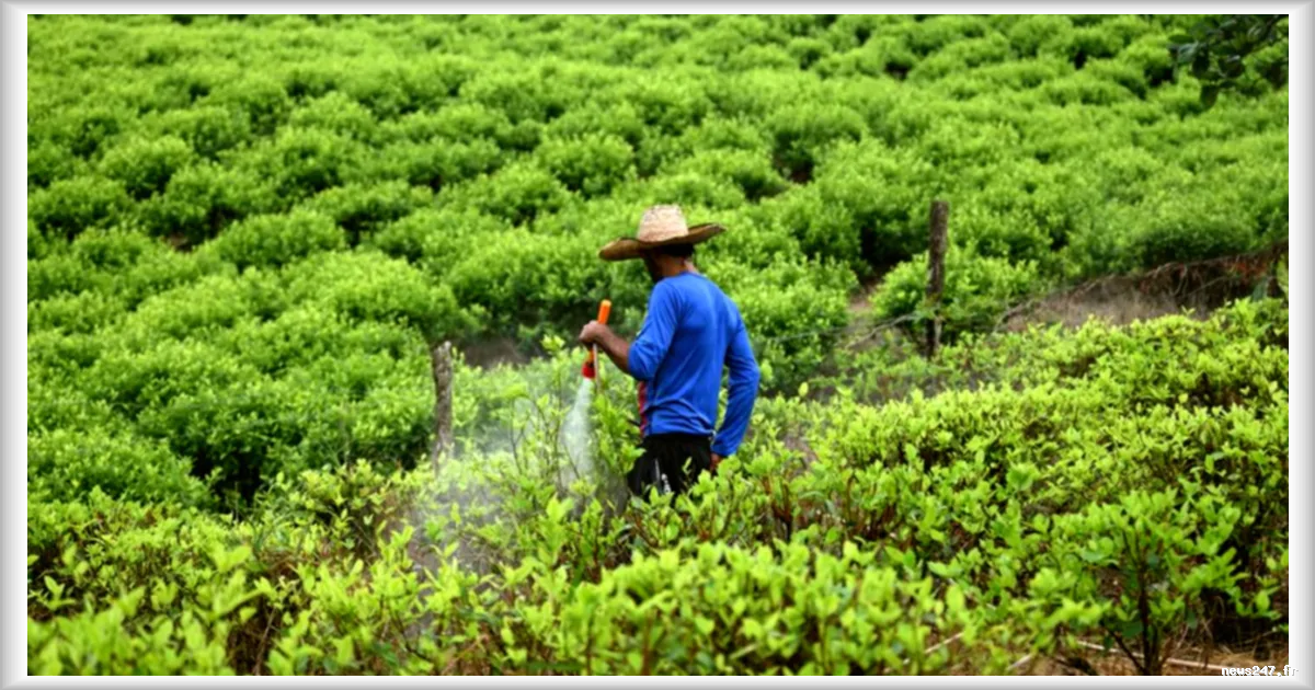 Colombie : Gustavo Petro promulgue une loi pour régler la dette de l’État envers les paysans