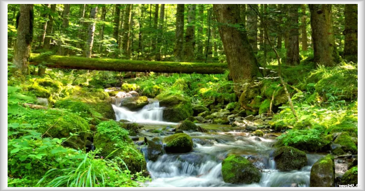 Corps retrouve dans la riviere des Vosges : probablement celui d'un jeune homme disparu