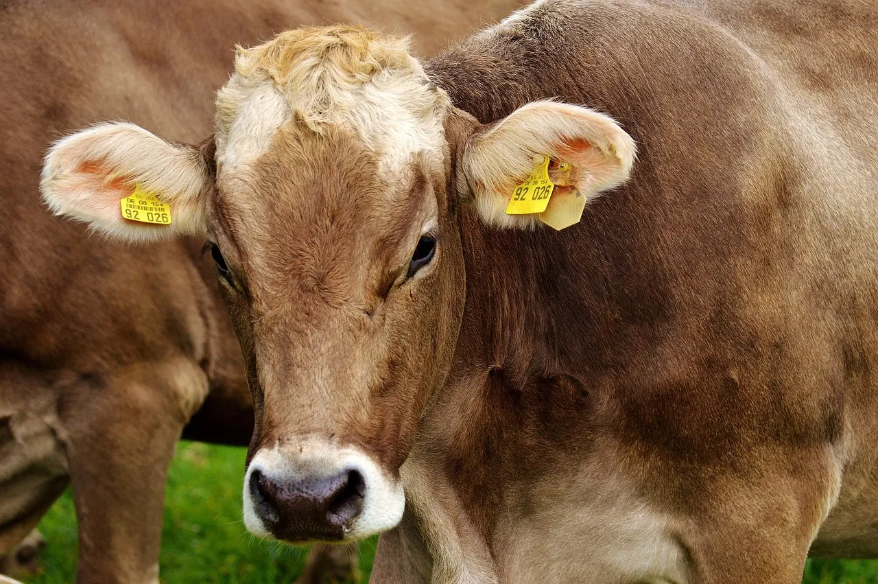 Dans le Haut-Rhin, cinq vaches inscrites à l’école pour sauver une classe de la fermeture
