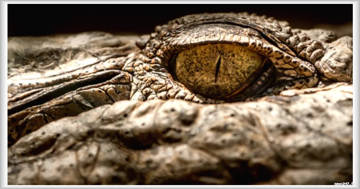 Découverte d'un cadavre de crocodile lesté et enchaîné dans un canal à Roubaix