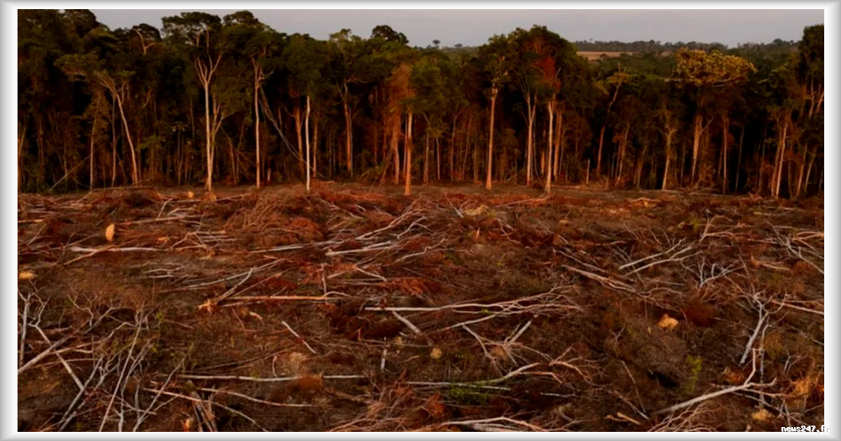 Déforestation en Amazonie : un recul historique en 2025 sous l’effet des politiques environnementales