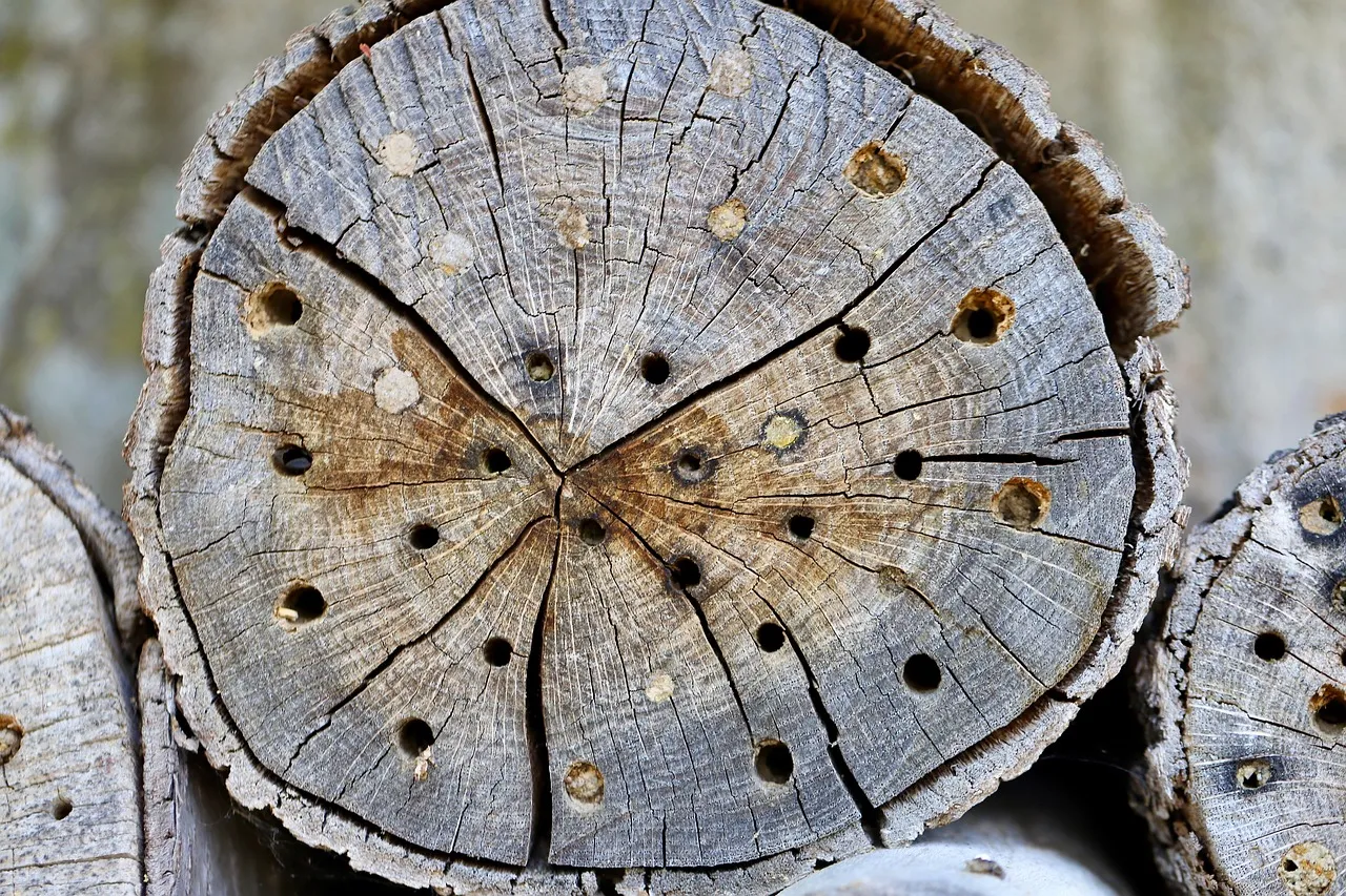 Des appels malveillants perturbent la ligne d'aide du 3919, une menace qui inquiète le ministre de l'Intérieur