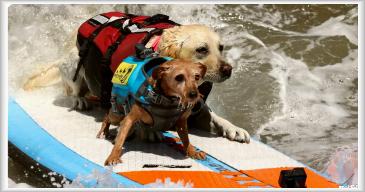 Des chiens domptent les vagues lors du Championnat du monde de surf canin en Californie