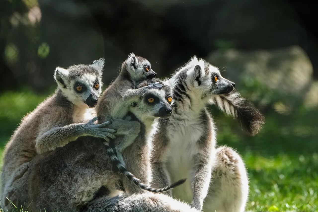 Des fouilles archéologiques à Madagascar révèlent les secrets des pirates de l'océan Indien