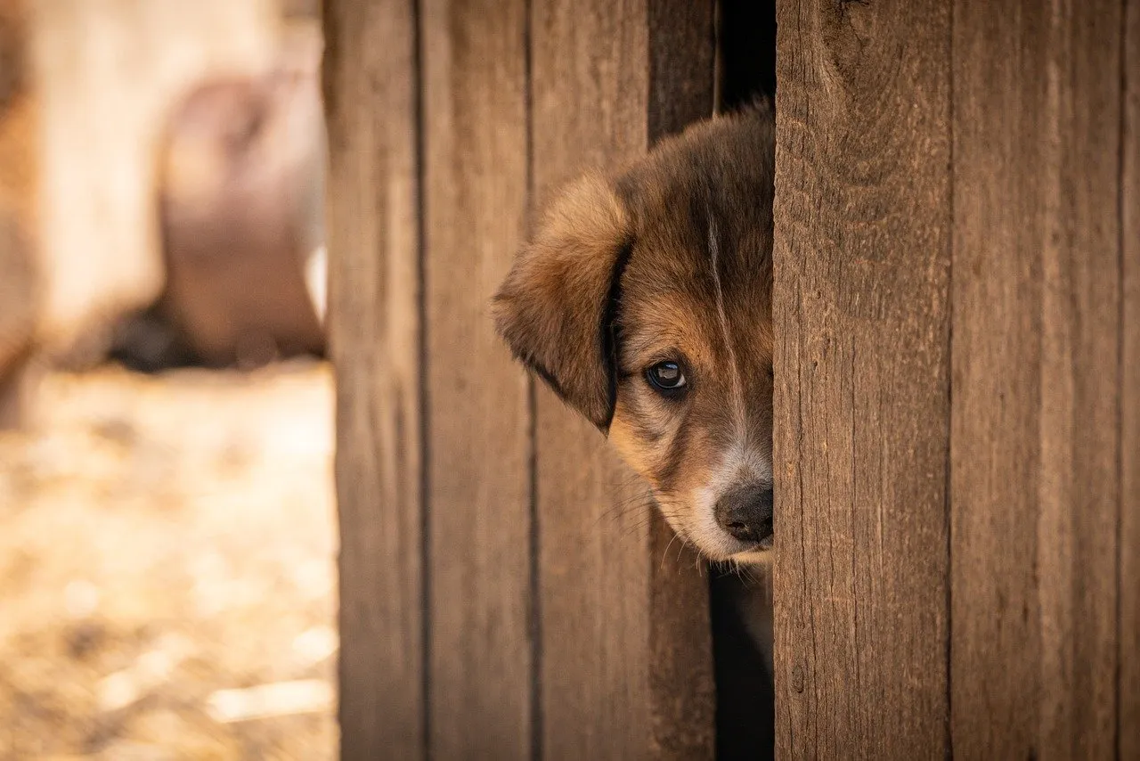 Des milliers d'enfants éthiopiens adoptés en France alors que leurs parents étaient en vie