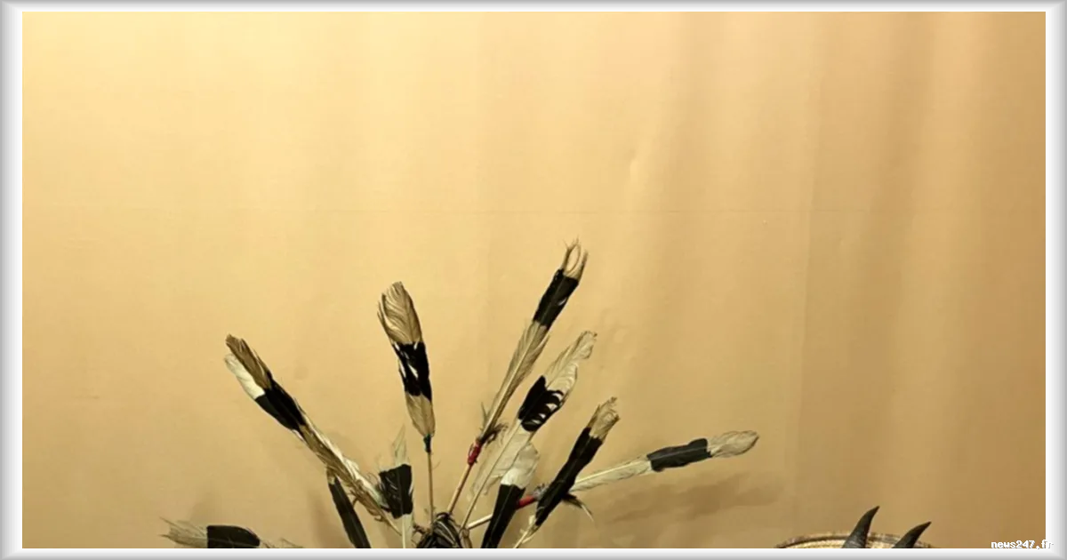 Des objets saisis par les douanes rejoignent le Musée d'ethnographie de l'université de Bordeaux