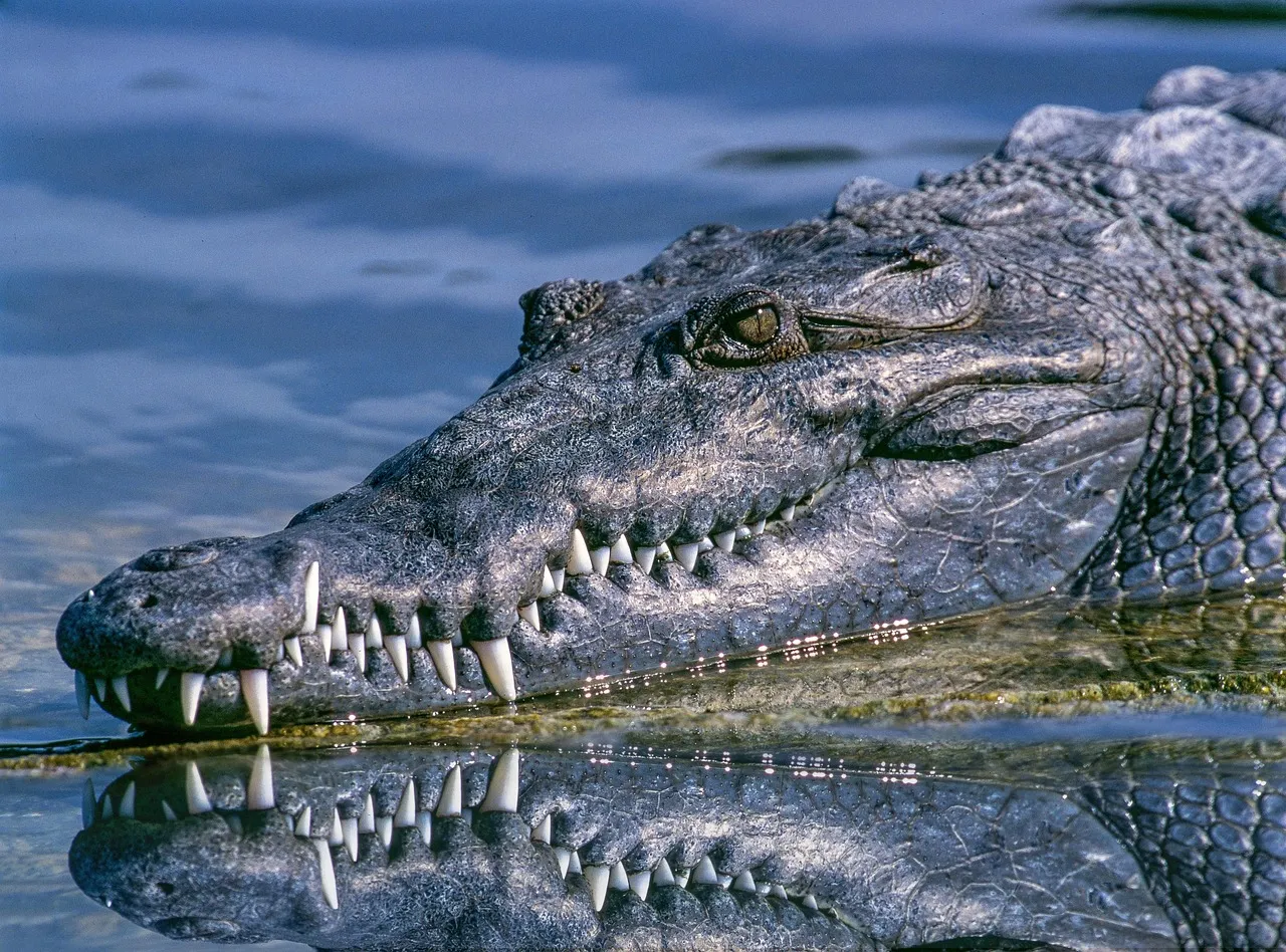 Des œufs de crocodile éclosent naturellement dans la Drôme en raison des canicules