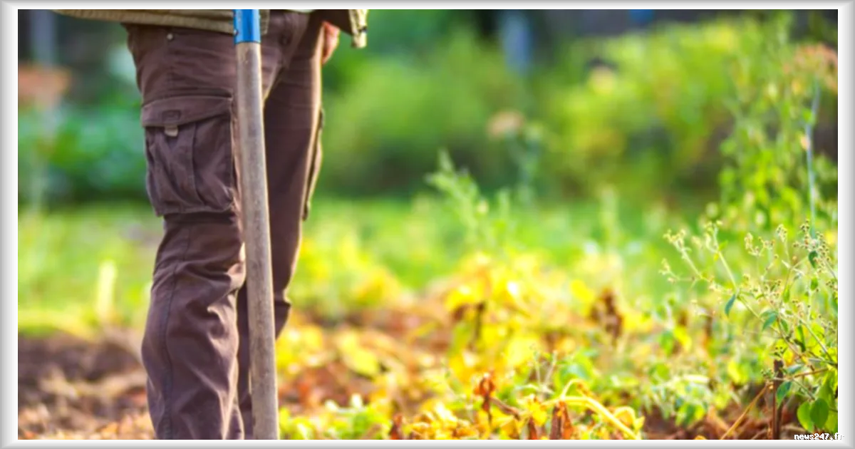 Des polluants éternels contaminent des milliers d'hectares de terres agricoles en France
