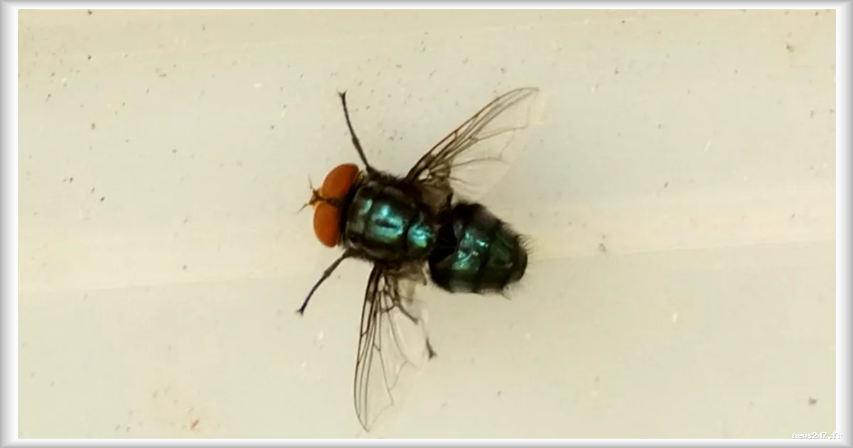 Détection de la mouche parasite New World screwworm au Texas : premier cas depuis 1966