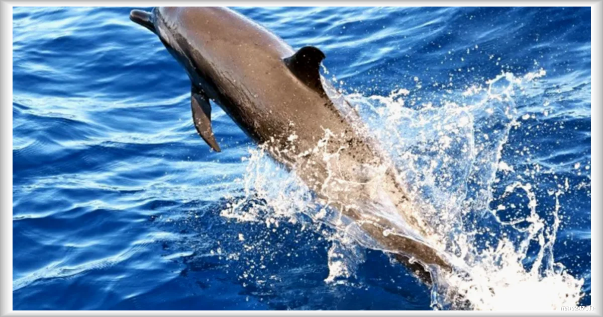 Détroit d’Ormuz : les États-Unis évoquent la possibilité de dauphins kamikazes iraniens