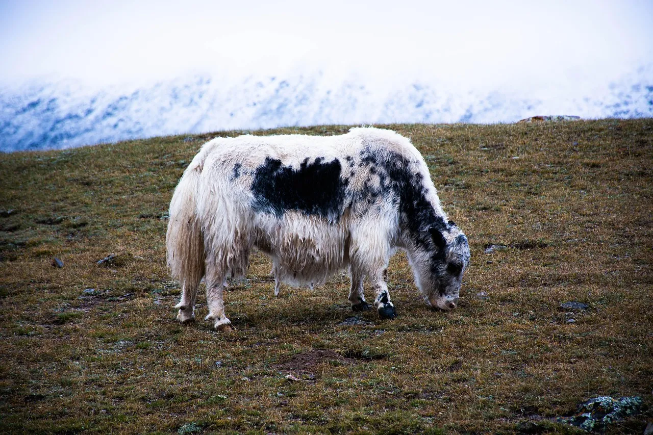 Deux ex-dirigeants de NSO entendus par la justice francaise dans l'affaire Pegasus