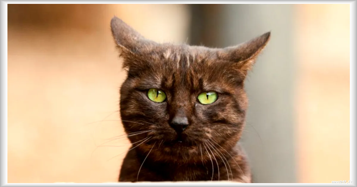 Deux individus convoqués par la justice après avoir prétendu manger un chat sur les réseaux sociaux