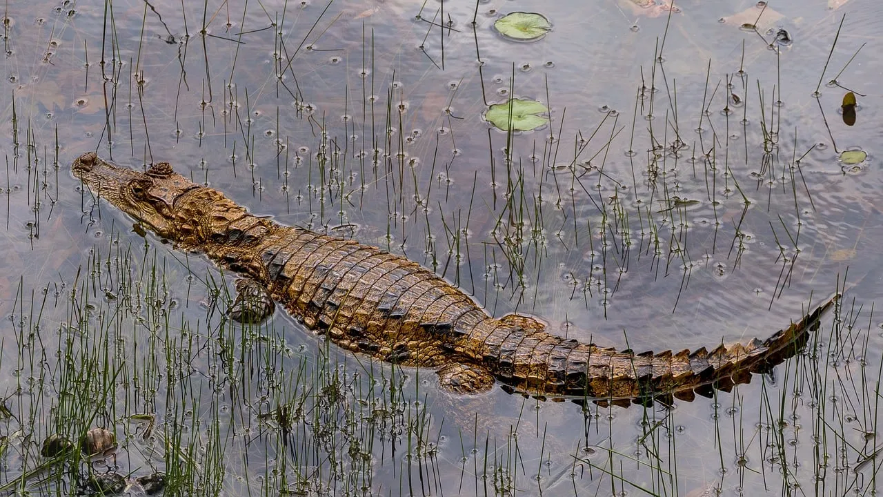 Dix crocodiles du Nil nés dans la Drôme : un phénomène lié aux canicules répétées