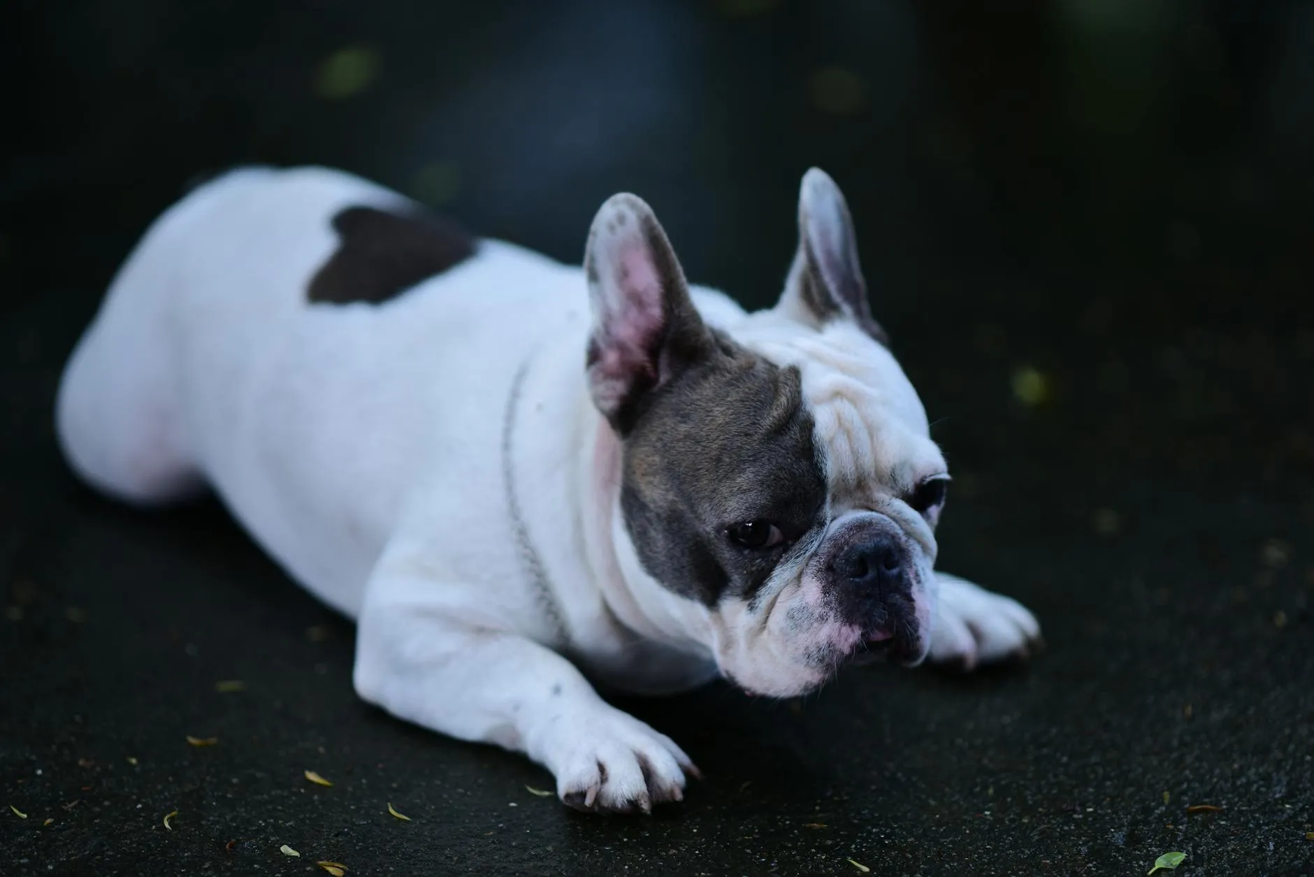 Drake dévoile la date de sortie de son album ICEMAN lors d'un événement promotionnel chaotique à Toronto