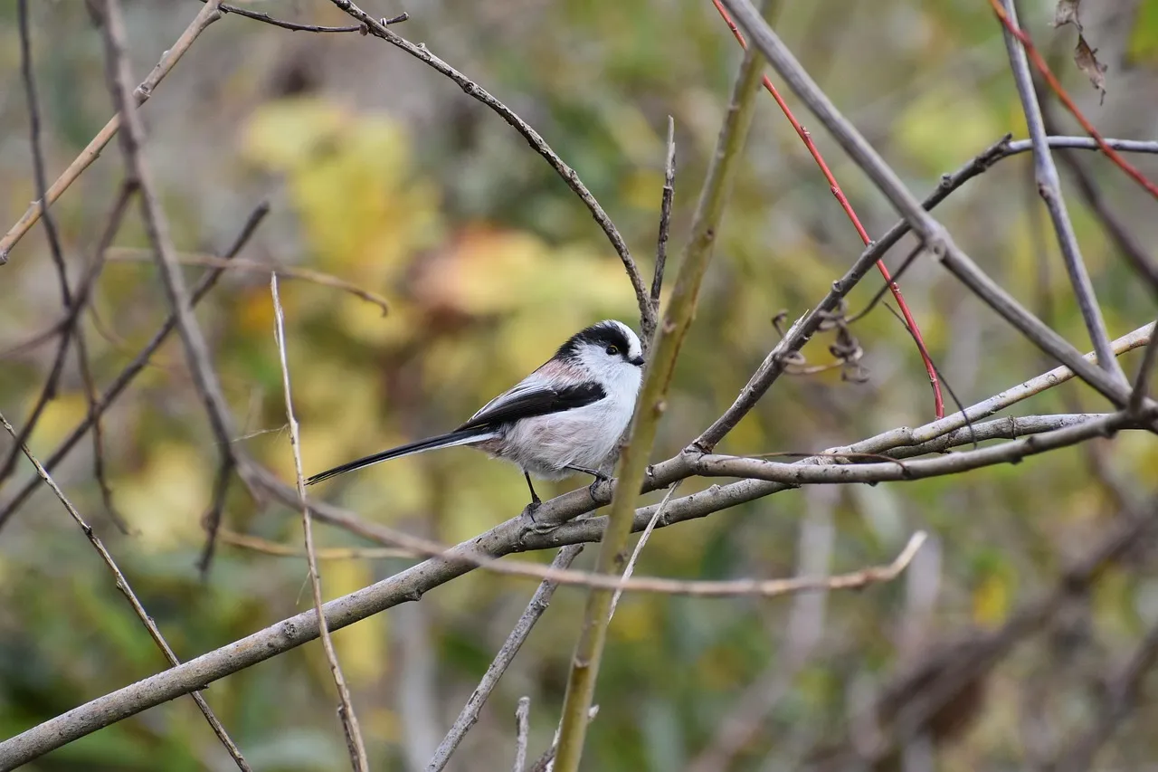 Écouteurs ouverts : guide d'achat et performances sonores