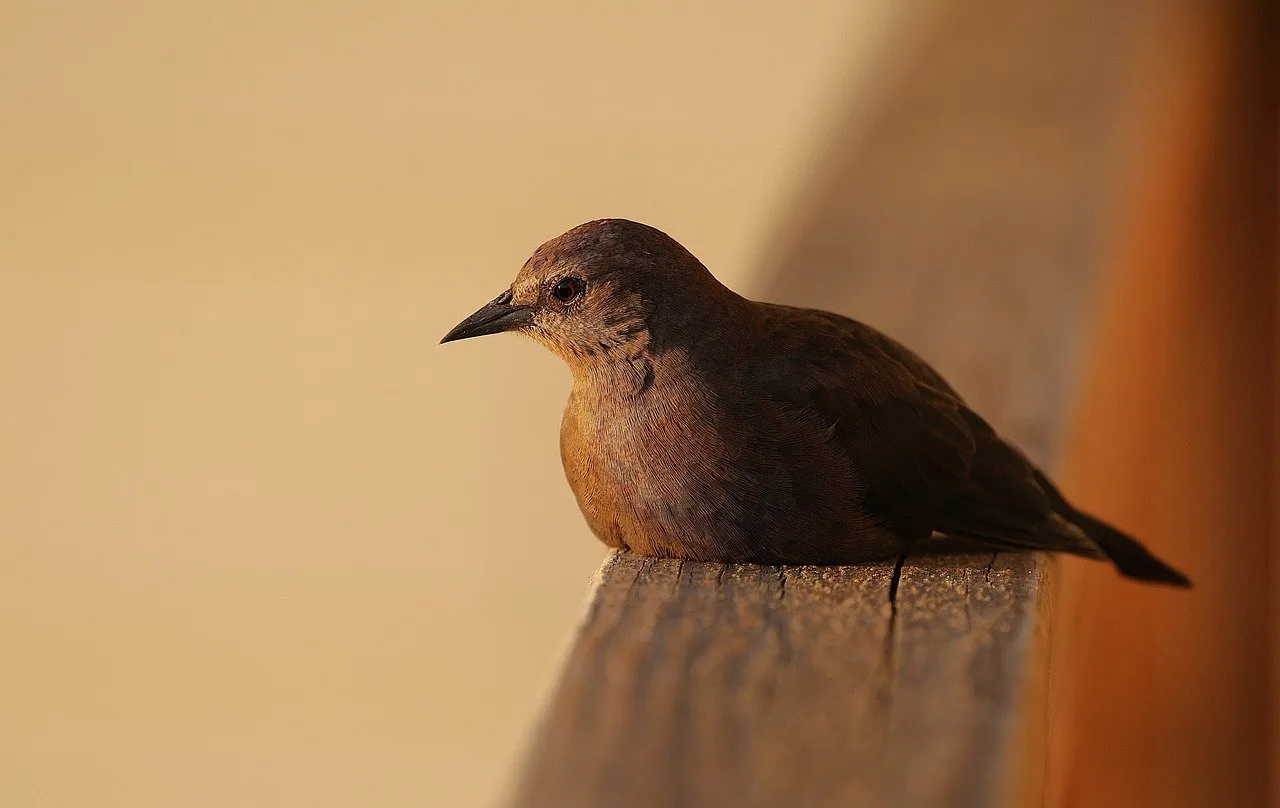 Emploi 2026 : l'année noire qui se profile ?