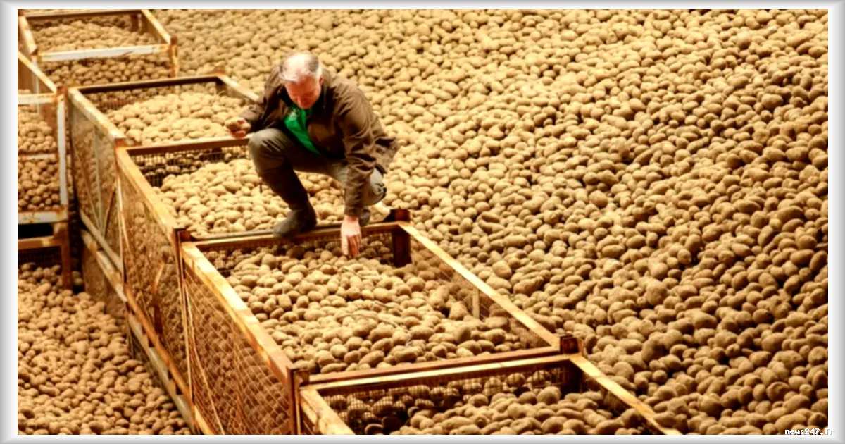 En Allemagne, 4 000 tonnes de pommes de terre offertes : une surproduction massive perturbe le marché alimentaire