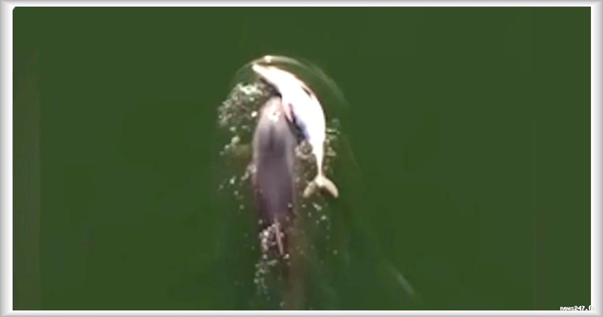 En Australie, une femelle dauphin porte son petit mort pendant six jours dans l’estuaire de Leschenault