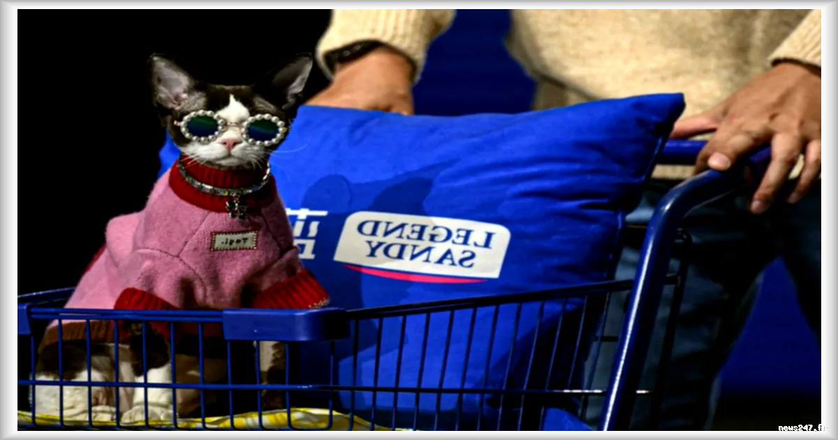 En Chine, la passion pour les chats et les chiens stimule la prise de conscience du bien-être animal