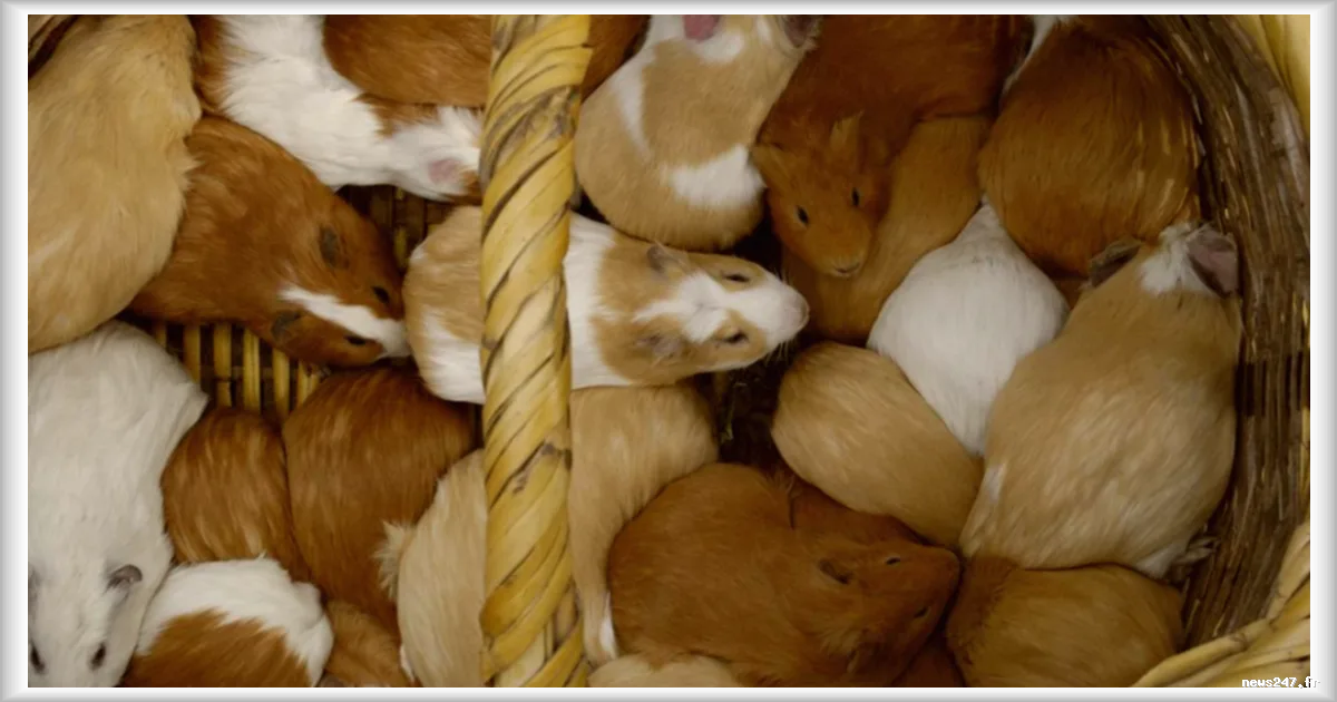 En Équateur, une alerte sanitaire frappe l'élevage et la vente de cochons d'Inde dans plusieurs provinces