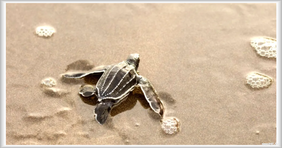 En Martinique, plus de 100 bénévoles mobilisés pour protéger les nids de tortues marines