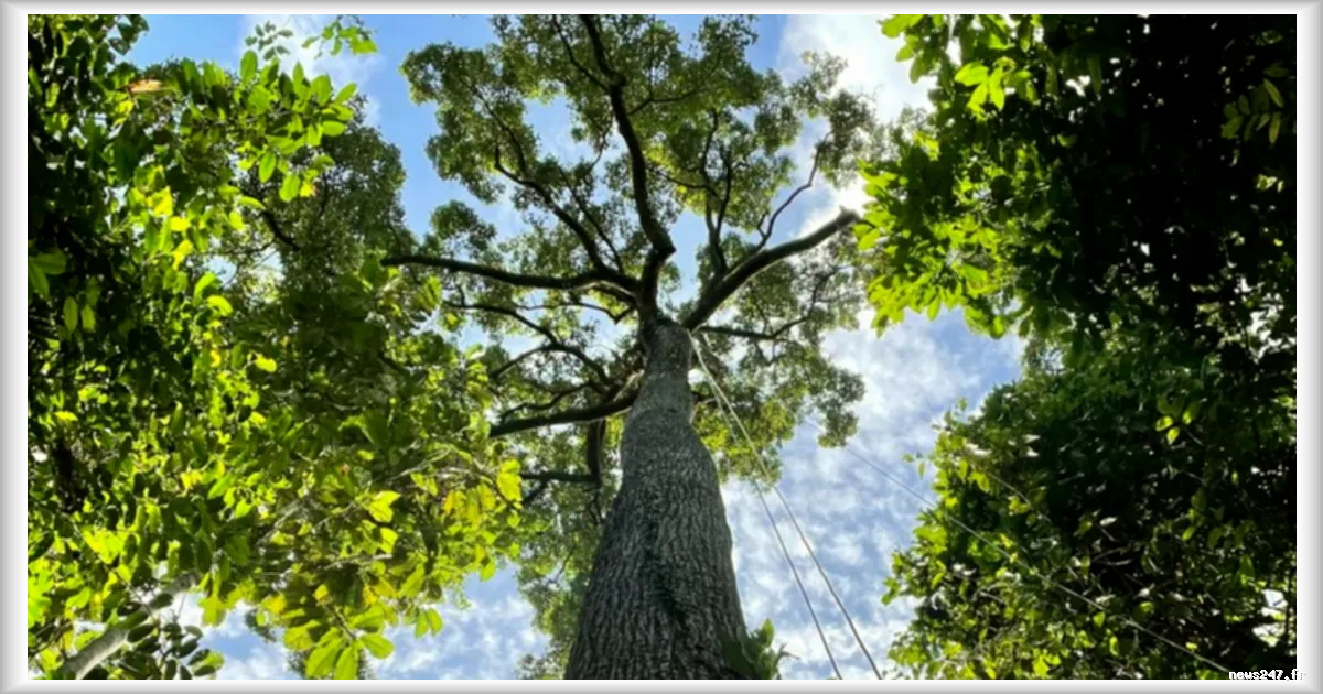 En période de sécheresse, les géants des forêts tropicales pompent l’eau aussi efficacement que les petits arbres