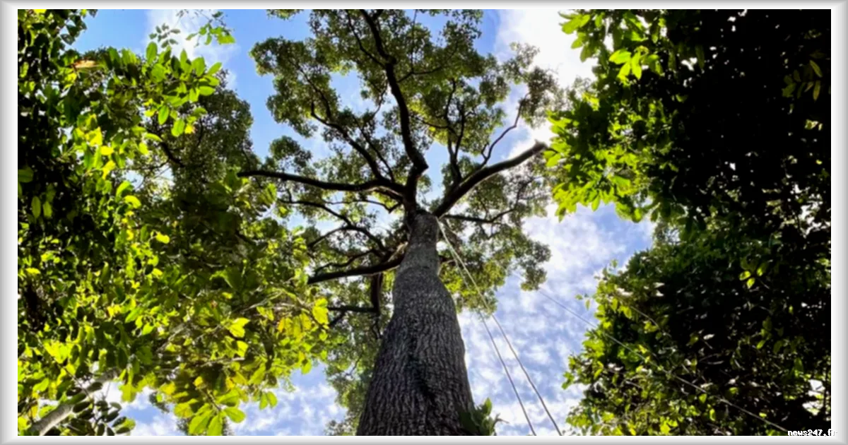 En période de sécheresse, les géants des forêts tropicales pompent l’eau aussi efficacement que les petits arbres