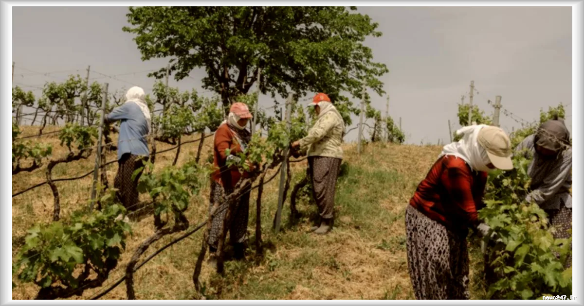 En Turquie, les femmes redonnent vie à la filière viticole malgré les défis culturels et économiques
