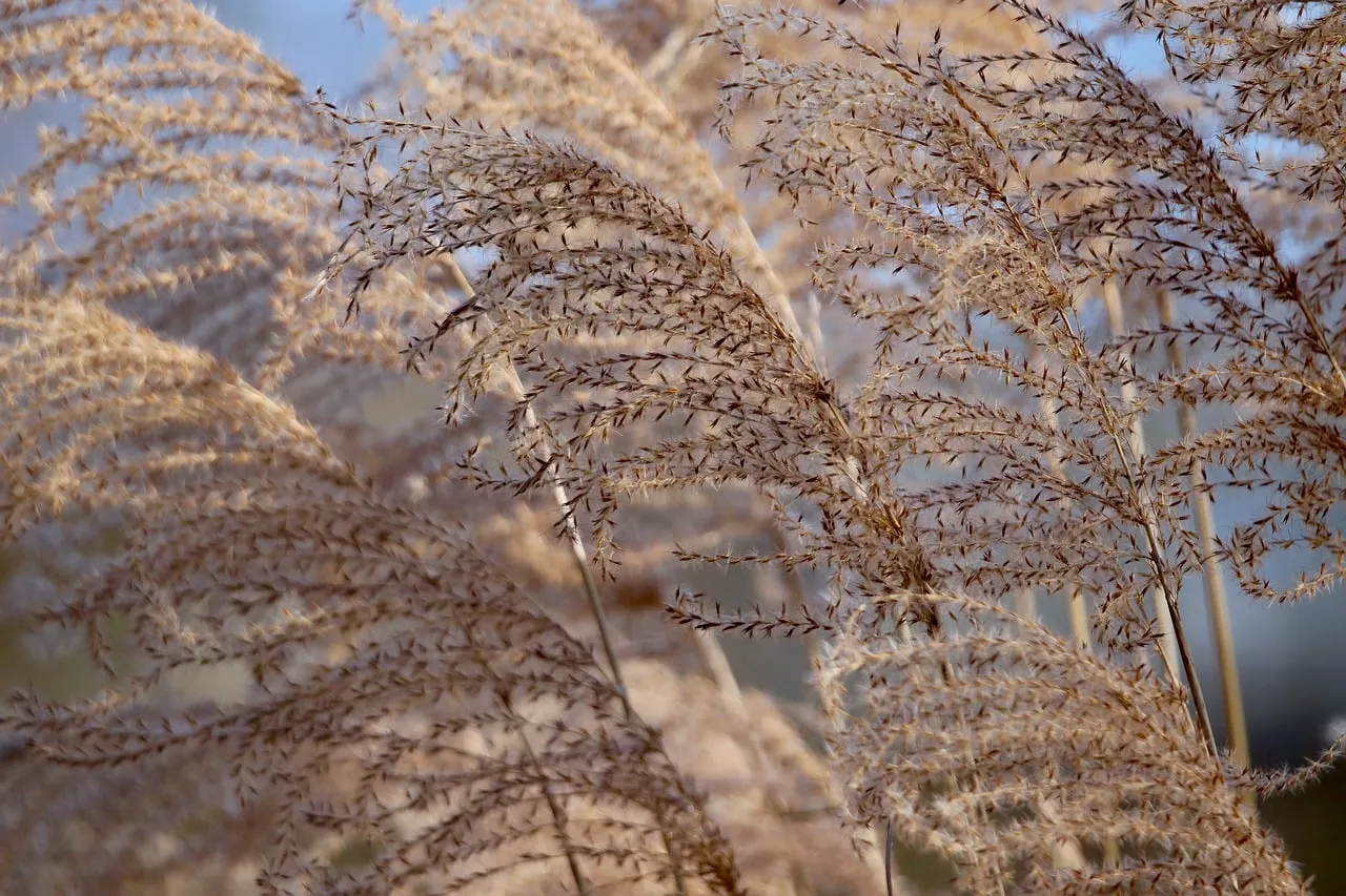 En Ukraine, des chercheurs misent sur le miscanthus géant pour dépolluer les sols ravagés par la guerre
