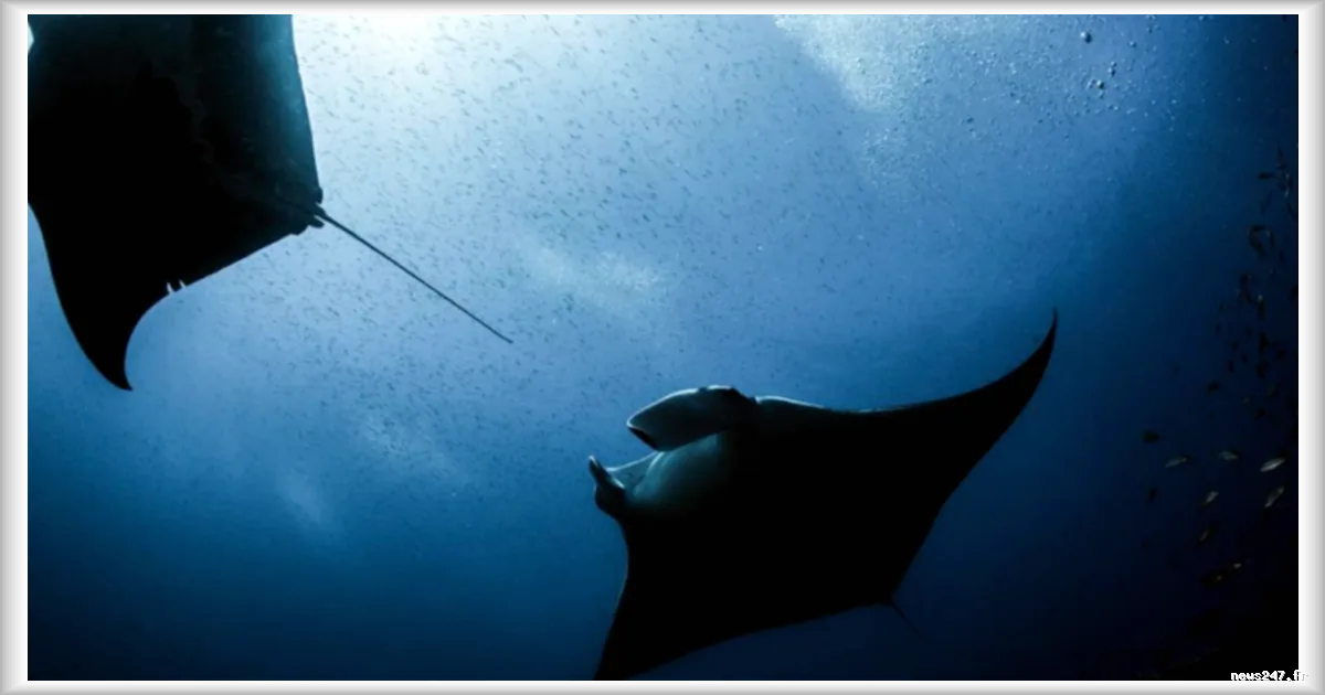 Espèces menacées du golfe du Mexique : les compagnies pétrolières exemptées de protéger les cétacés