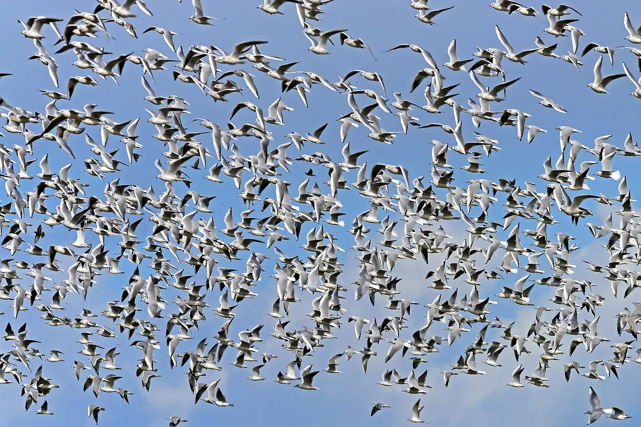 États-Unis : la contestation grandissante contre Flock, un réseau de 120 000 caméras identifiant les véhicules