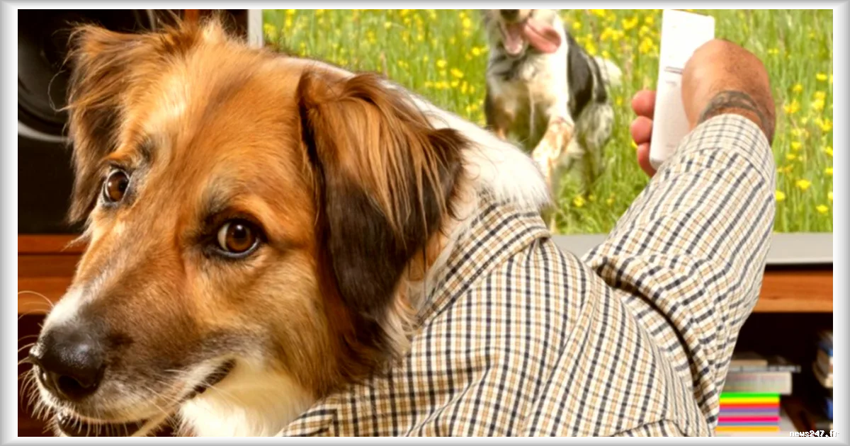 Faut-il surveiller le temps d'écran des animaux de compagnie ?