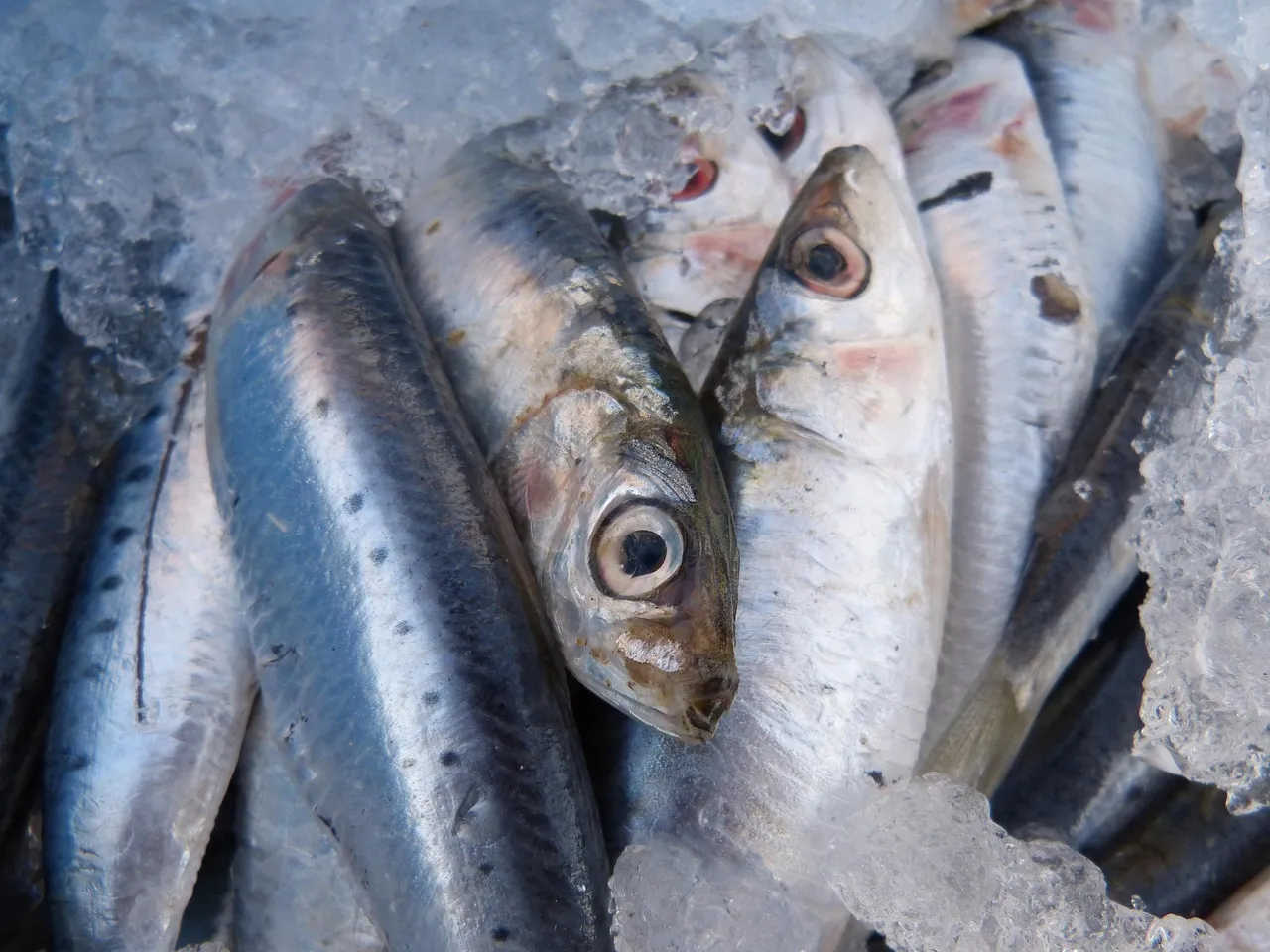 Faut-il Vraiment Remplacer sa Crème par des Sardines ? Une Expertise qui Fait Réfléchir
