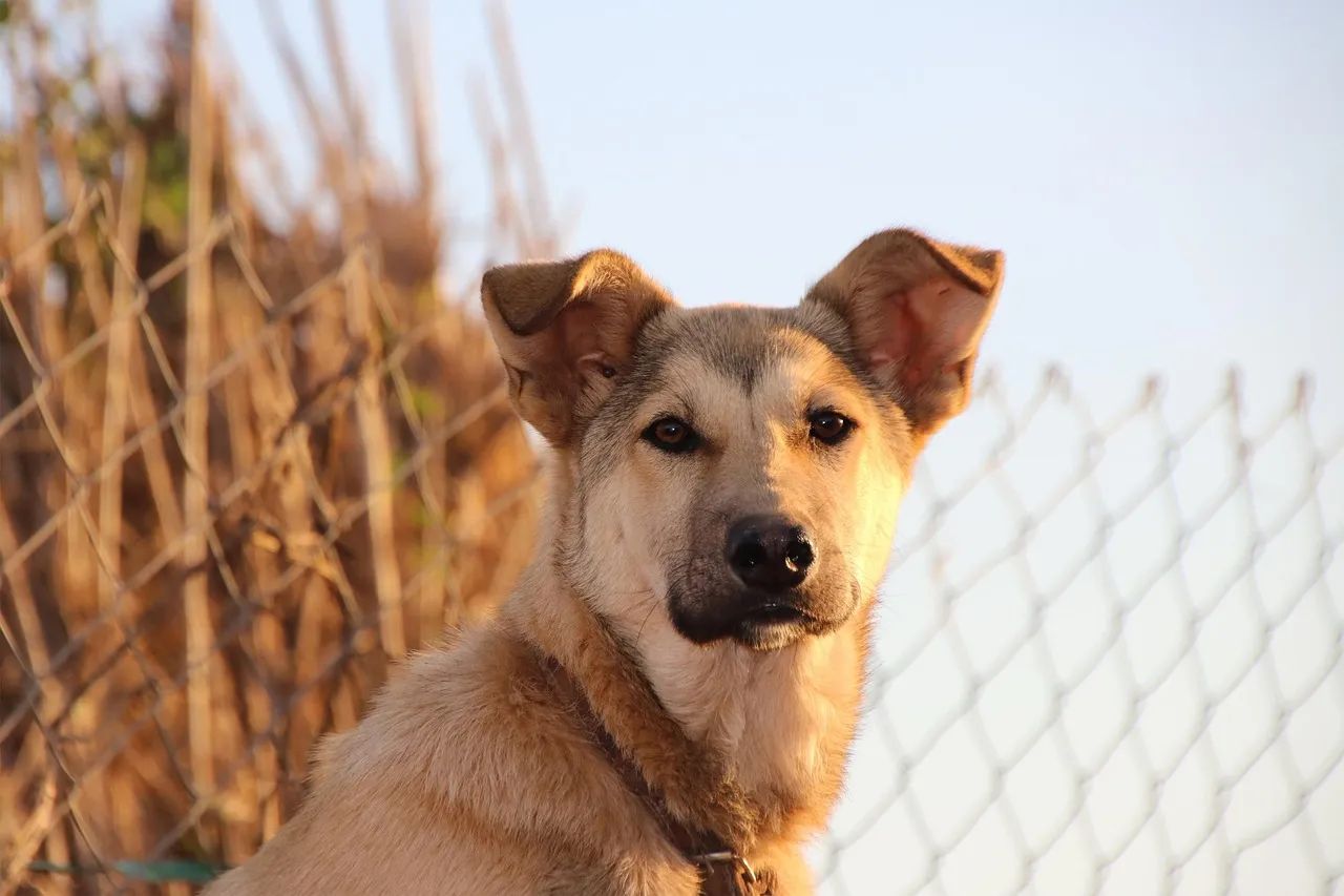 Faux kidnapping de chien : l'influenceur Cyril Schreiner dans la tourmente