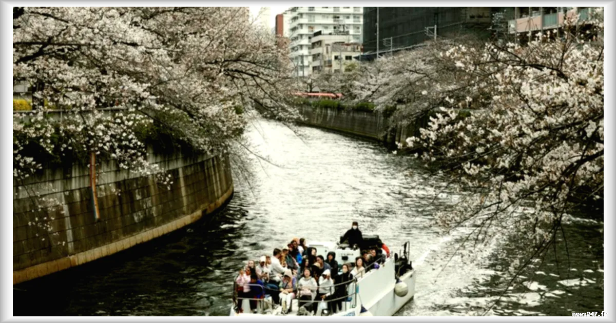 Flambée des prix des croisières pour admirer les cerisiers à Tokyo