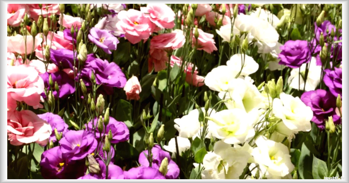 Florajet victime d'une cyberattaque : plus d'un million de messages intimes exposés