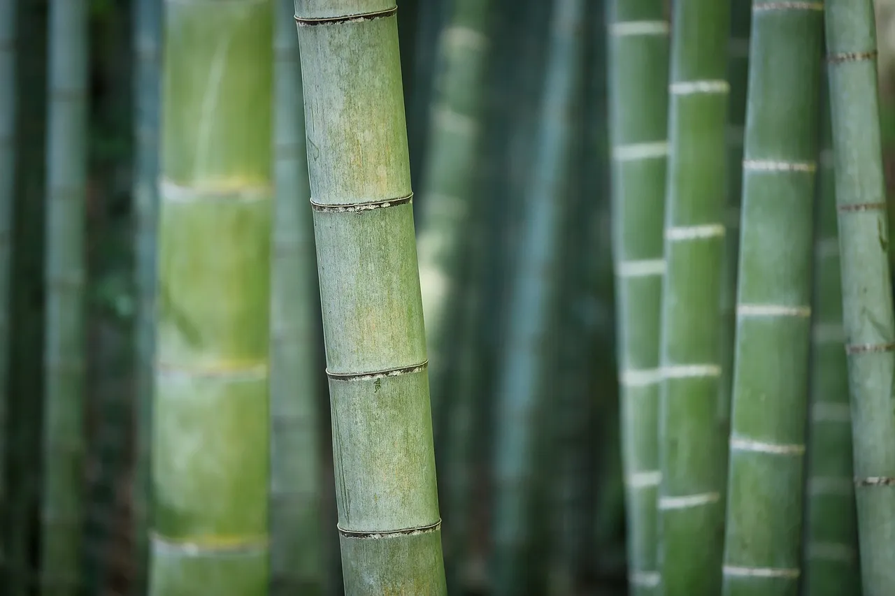 Forêt française : l'objectif d'un milliard d'arbres plantés d'ici 2032 reste hors de portée selon Reporterre