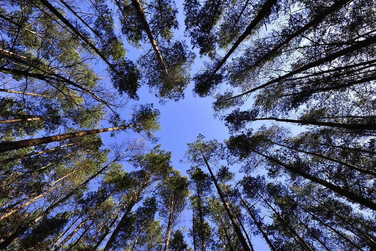 Forêt française : l'objectif d'un milliard d'arbres plantés d'ici 2032 reste hors de portée selon Reporterre