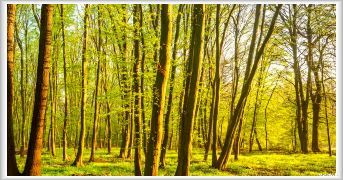 Forêts françaises : un été à haut risque pour les arbres déjà fragilisés par les canicules de 2026