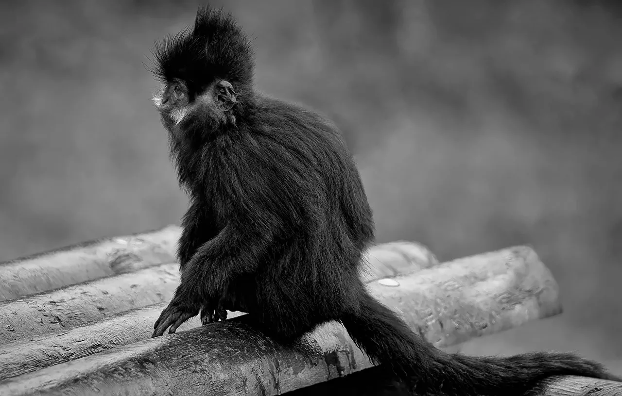 François Pacaud publie « D’ombres et de crocs », un premier roman à suspense où les ténèbres deviennent bêtes féroces