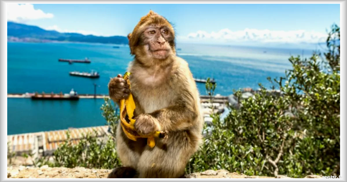 Gibraltar : des macaques de Barbarie s'automédiquent en consommant de la terre à cause de la malbouffe des touristes