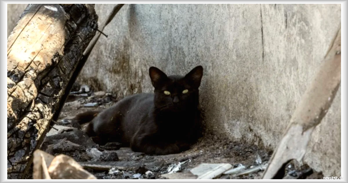 Gironde : un chat disparu depuis 17 ans réapparaît après les incendies, sa propriétaire le reconnaît immédiatement