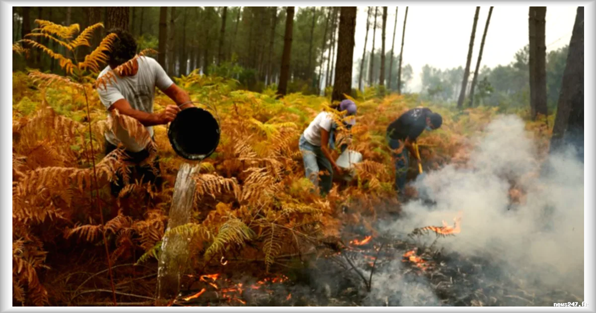 Gironde : une application conçue par un bénévole pour mieux organiser la lutte contre les incendies