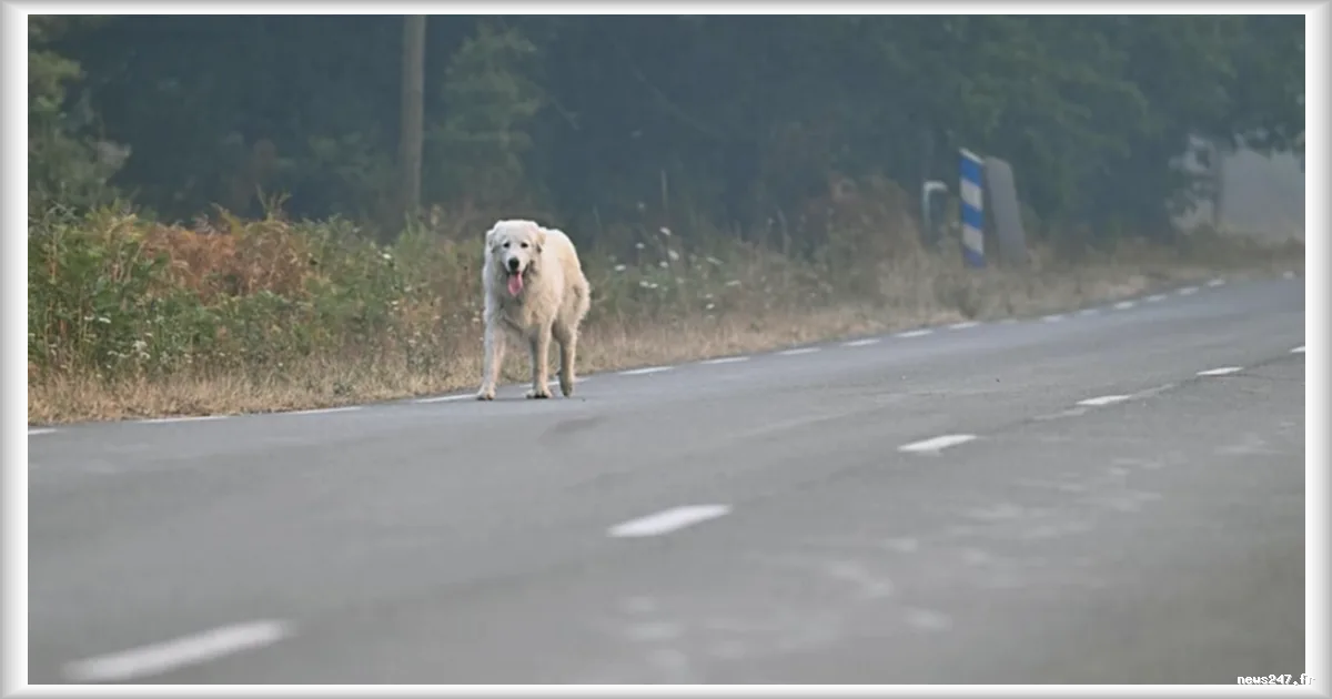 Gironde : une cellule vétérinaire dédiée aux animaux des sinistrés des incendies, selon Euronews FR