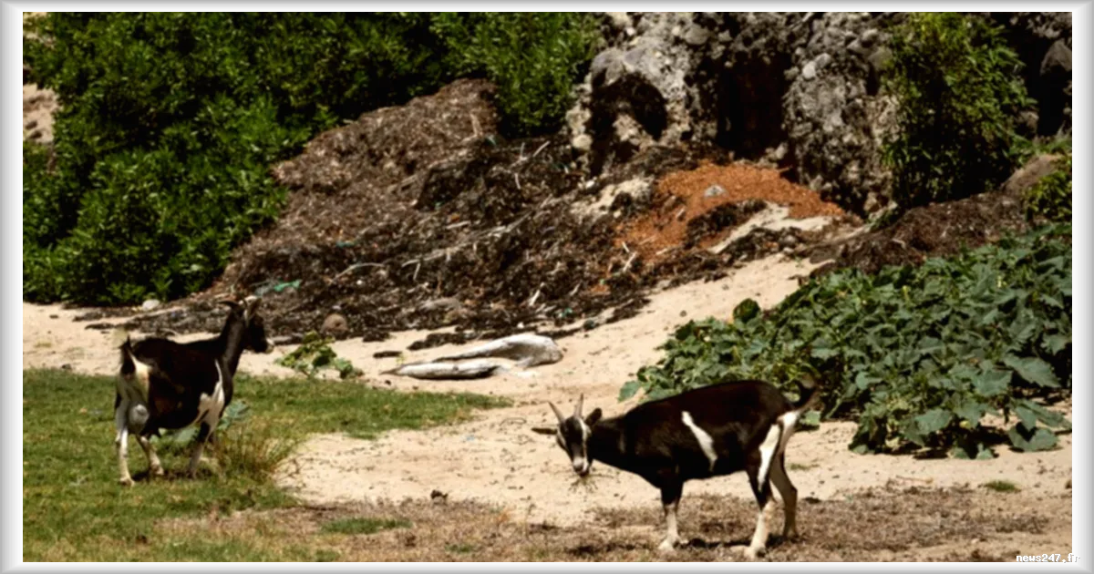 Guadeloupe : menace des chèvres sauvages aux Saintes pour la biodiversité locale